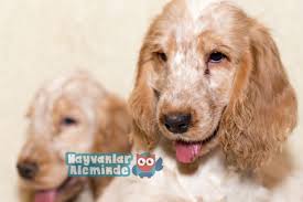 Ingiliz Cocker Spaniel Ozellikleri Ve Bakimi Hayvanlaraleminde Com