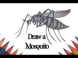 Quadrimaculatus a mosquito is the chief vector of malaria in north america. How To Draw A Mosquito Easy And Simple 08 Youtube