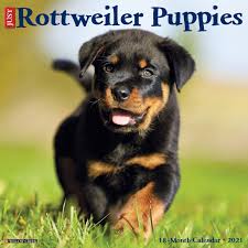 Just Rottweiler Puppies 2021 Wall Calendar Dog Breed Calendar By Willow Creek Press 9781549213175 Booktopia