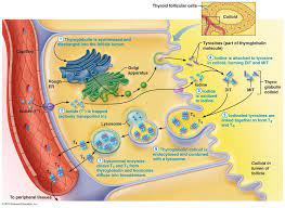 The Endocrine System