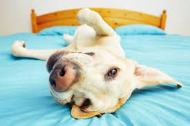 Health guarantee and also with their microchip so if interested in having. All About Pets Home Facebook