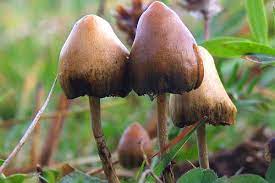 Low Doses Of Psychedelic Drug Erases Conditioned Fear In Mice Usf Health Newsusf Health News