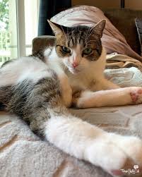 Chatty Cats Cuties Grumps And More Three Chatty Cats In 2020 Cats Cat Problems Caturday