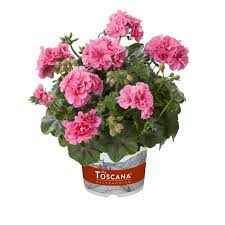 Image result for Pelargonium