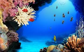 Risultati immagini per fondale marino tropicale