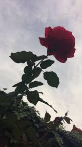 Dies bedeutet, dass sie es für ihre persönlichen und kommerziellen projekte verwenden und modifizieren können. Rose Rose Greysky Rose Wallpaper Red Rose Tumblr Rose Tumblr
