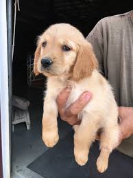 When a dog is discovering all about the things which surround it in this strange new world, it also learns all sorts of fresh stuff. Golden Retriever Puppies For Sale Near Wichita Ks Within 50 Miles