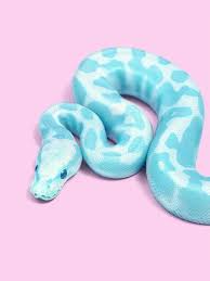 Blue Snake Snake Art Snake Photos Snake Wallpaper