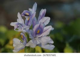 Image result for Pontederiaceae
