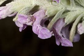 Image result for Stachys pseudonigricans