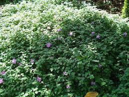 Image result for Dissotis