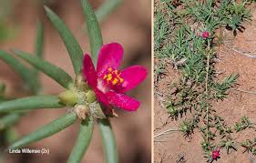 Image result for Portulaca kermesina