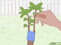 After collecting seeds let them dry out then p. Easy Ways To Grow A Plum Tree With Pictures Wikihow