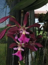 Image result for Indigofera ischnoclada