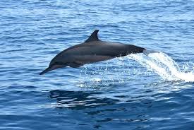 Maybe you would like to learn more about one of these? Intip Potensi Wisata Bahari Pulau Pieh Penangkaran Penyu Hingga Lumba Lumba Okezone Travel