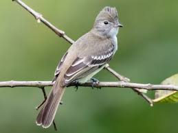 Image result for Falkia oblonga