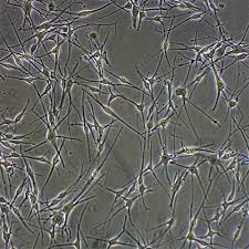 Image result for Melanocyte