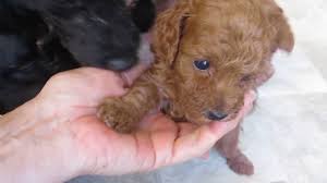Check spelling or type a new query. Black And Red Miniature Poodle Puppies Youtube