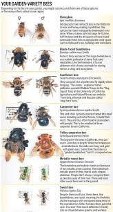 Black And White Striped Ground Bees Pin By Angela Blake On Garden In 2020 Honey Bee Pollination Urban Beekeeping