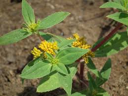 Image result for Flaveria bidentis