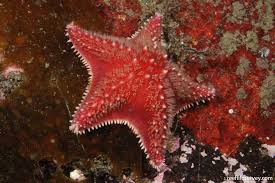 Image result for Searsia refracta