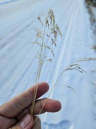 Image result for Poa binata