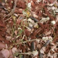 Image result for Nothosaerva brachiata