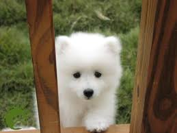 Pin On Cute Animals