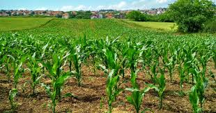 To buy land malaysia, there are few types of land such as industrial land, residential land, commercial land and agriculture land. Offering Land The First Step To Get Millennials Into Farming