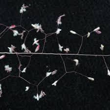 Image result for Sporobolus festivus