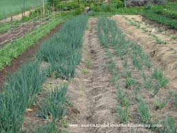 When this happens, the leeks become tough and bitter. Leeks Sustainable Market Farming
