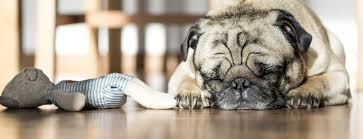 We provide our pet euthanasia services with the utmost compassion and respect for the bond you share with your pet. In Home Pet Euthanasia Compassionate Pet Vet