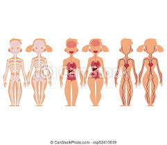 If the woman does not become pregnant during that cycle, most of the endometrium is shed and bleeding occurs. Human Anatomy Chart Infographics Man And Woman Set Of Educational Anatomy Chart Infographics Skeleton Blood Vascular Canstock