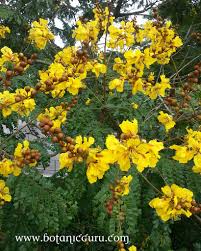 Image result for Caesalpinia sappan