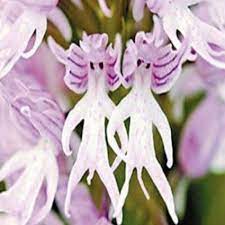 Robot Check Strange Flowers Rare Flowers Orchid Flower