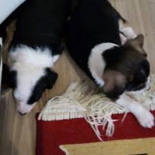 Jack Russell Evde Yalniz Kalabilir Mi Arsivleri Satilik Yavru Kopek Ilanlari Fiyatlari Ucretsiz Sahiplendirme