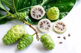Image result for Morinda