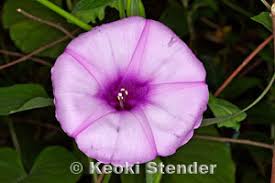 Image result for Stictocardia