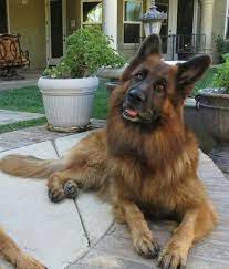 Long Coat Average Cost 2000 2200 German Sheperd Dogs Long Coat German Shepherd German Shepherd Dogs