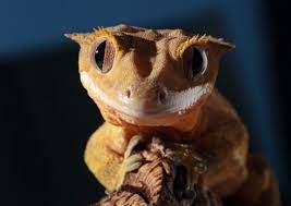 Animation is an extremely fun art medium, capturing the imaginations of budding artists everywhere. Which Reptiles Are The Best Pets For Beginners Buzzsharer Com