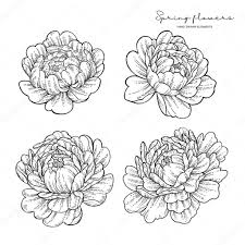 Japanese art has a very specific way of styling and incorporating a flower into their tattoo designs. Peony Flowers In Japanese Tattoo Style Hand Drawn Inked Flowers Neo Traditional Floral Elements Vector Illustration Premium Vector In Adobe Illustrator Ai Ai Format Encapsulated Postscript Eps Eps Format