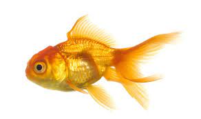 Goldfish Material 3684 Goldfish Animal Goldfish Fish Tropical Fish Aquarium