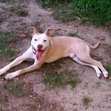 Pin On Pit Bull