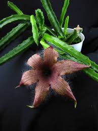 Image result for Stapelia