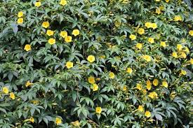 Image result for Merremia tuberosa