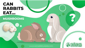 Apples are an excellent source of antioxidants and dietary fiber, but you should only feed them to your cat in small portions. Can Rabbits Eat Mushrooms We Re All About Pets