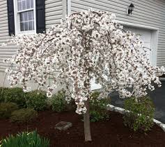 50 things that look like faces. Umbrella Looking Flowering Tree Landwork Contractors