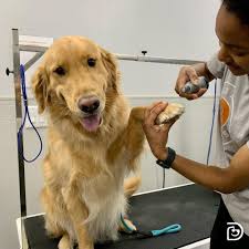 TOP 10 BEST Mobile Groomer near Tega Cay, SC 29708