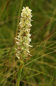 Image result for Satyrium trinerve