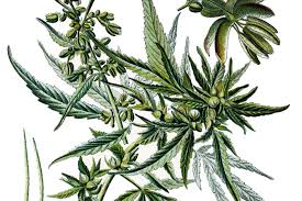 Image result for Cannabaceae